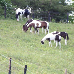 American Painted Horse Print – #10018