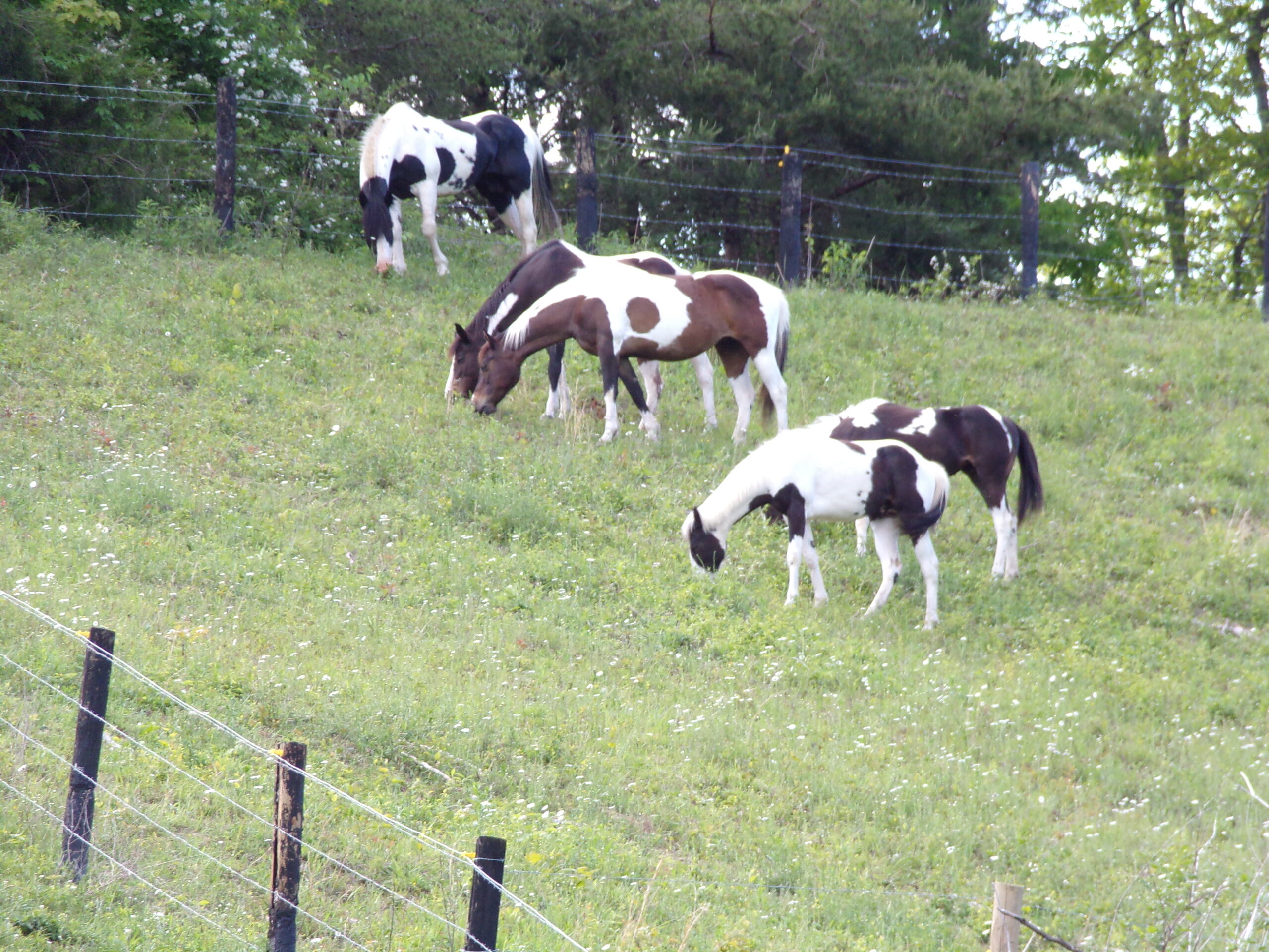 American Painted Horse Print – #10018