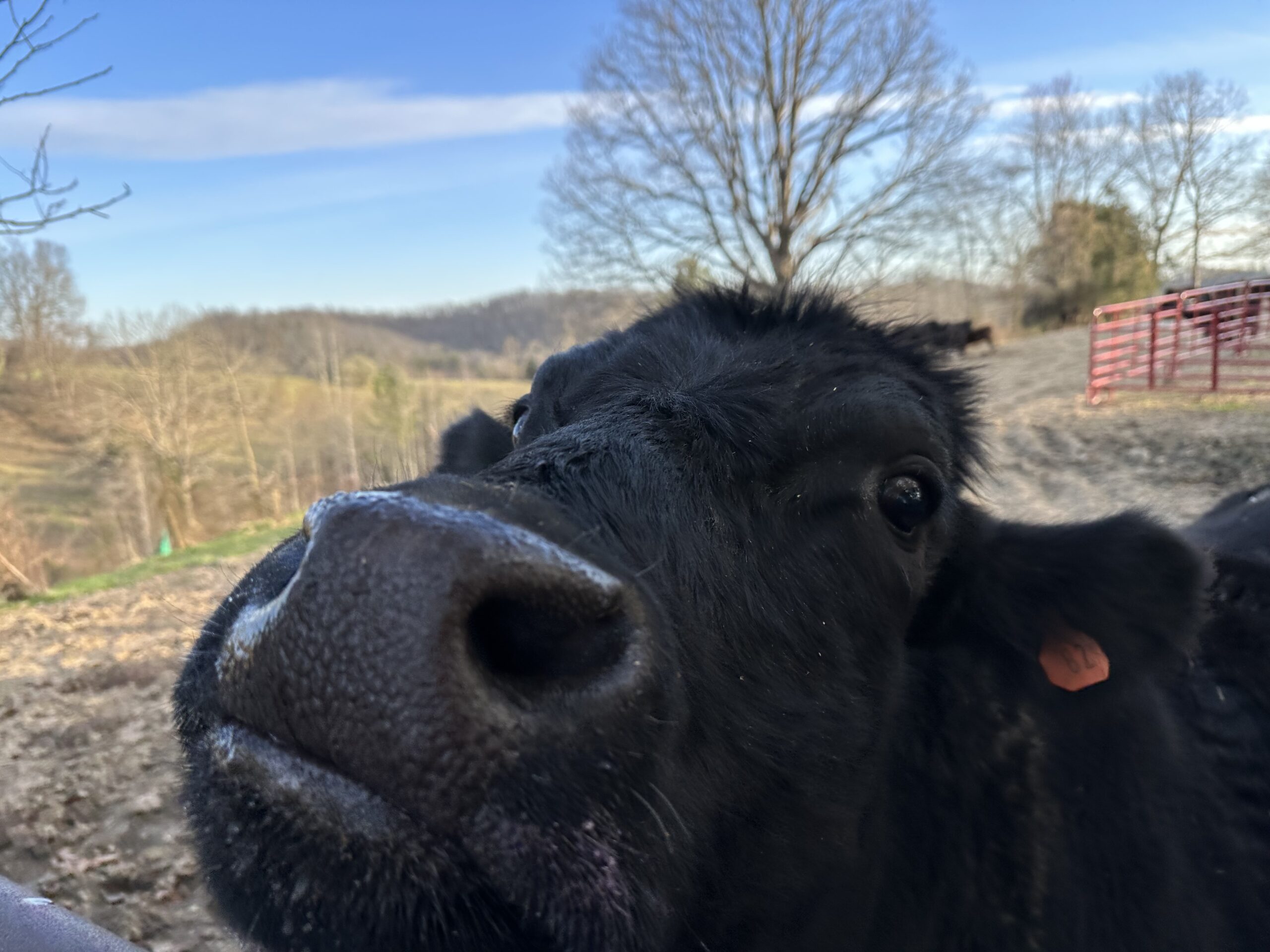 Black Angus Bull – #10002