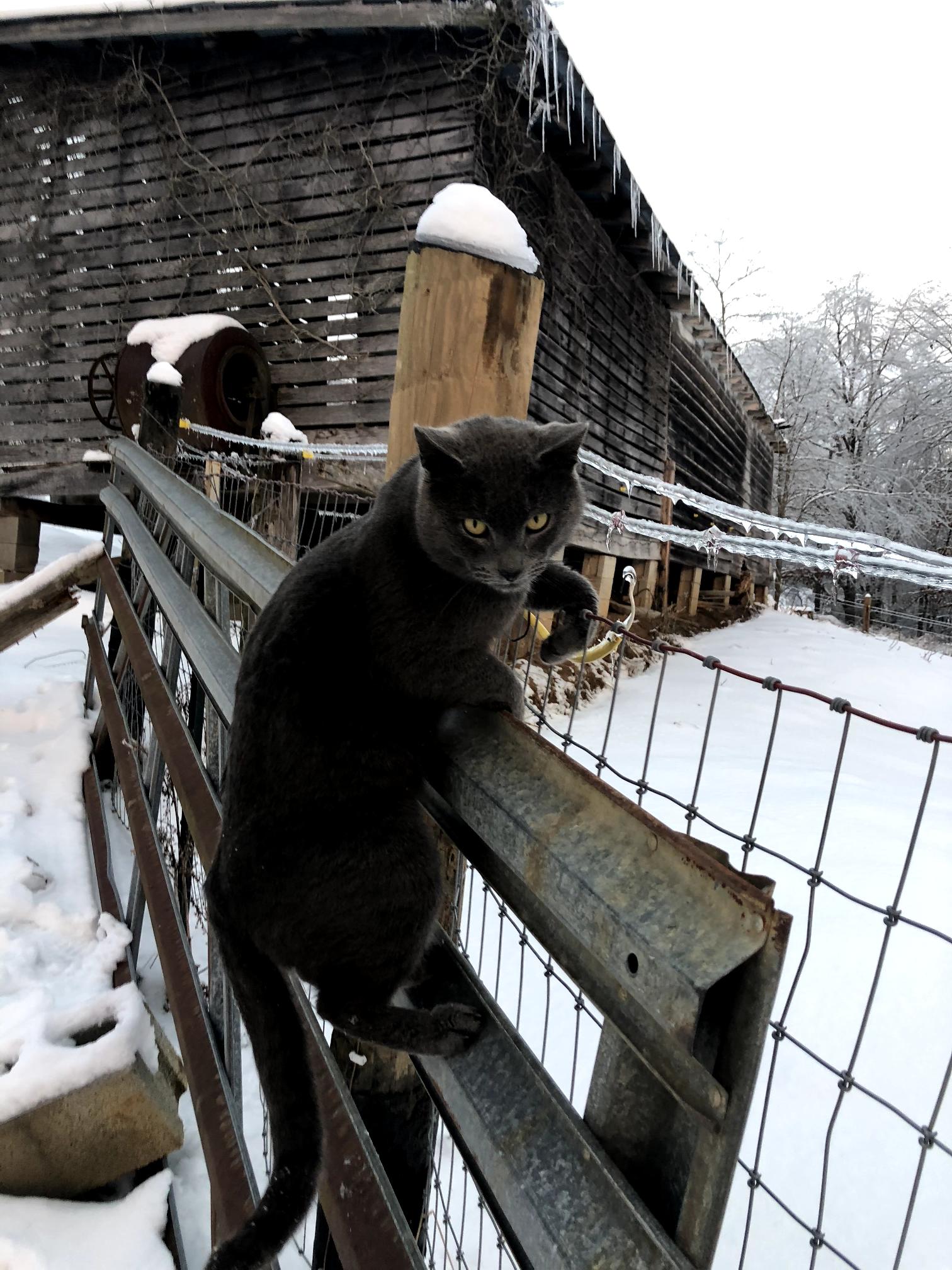 Cat in Snow – #10000