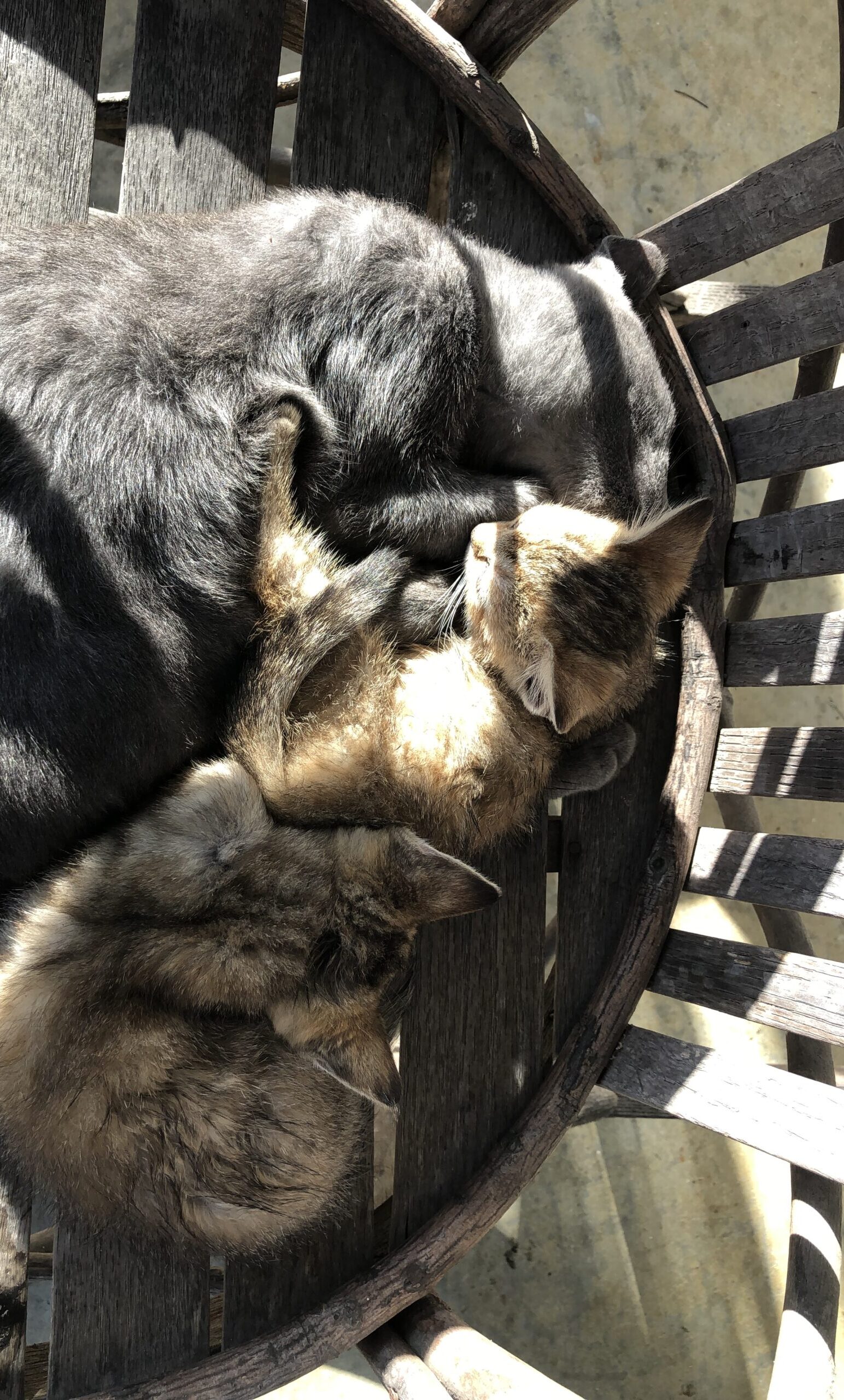 Mother Cat & Kittens – #10020