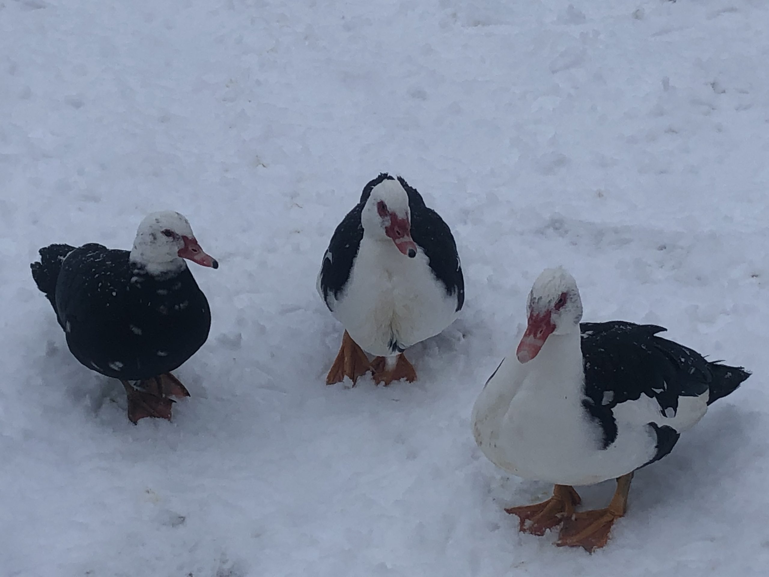 Ducks in Snow – #10010