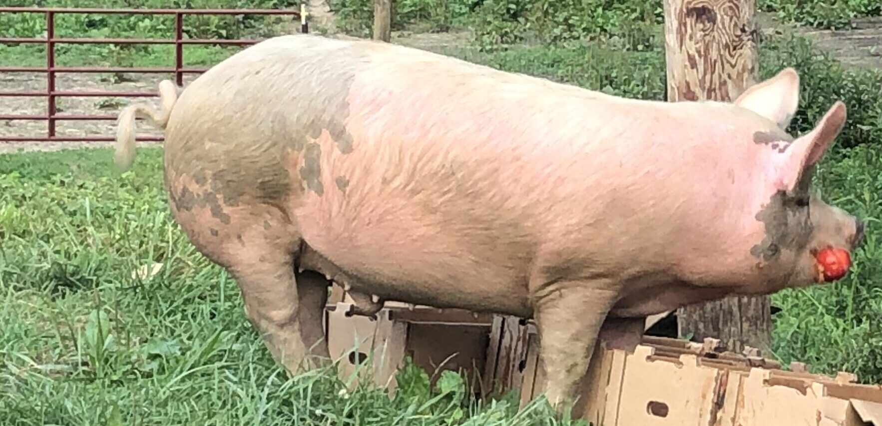 Piggy Eating Peaches – #10021