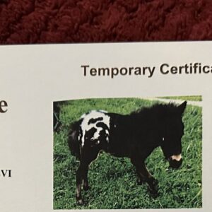 Registered Miniature Appaloosa Stallion Semen - Levi