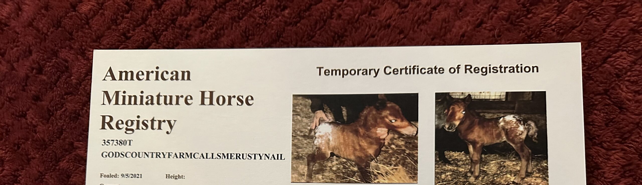 Registered Miniature Appaloosa Stallion Semen - Rusty Nail