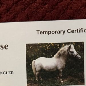 Registered Miniature Appaloosa Stallion Semen - Wrangler