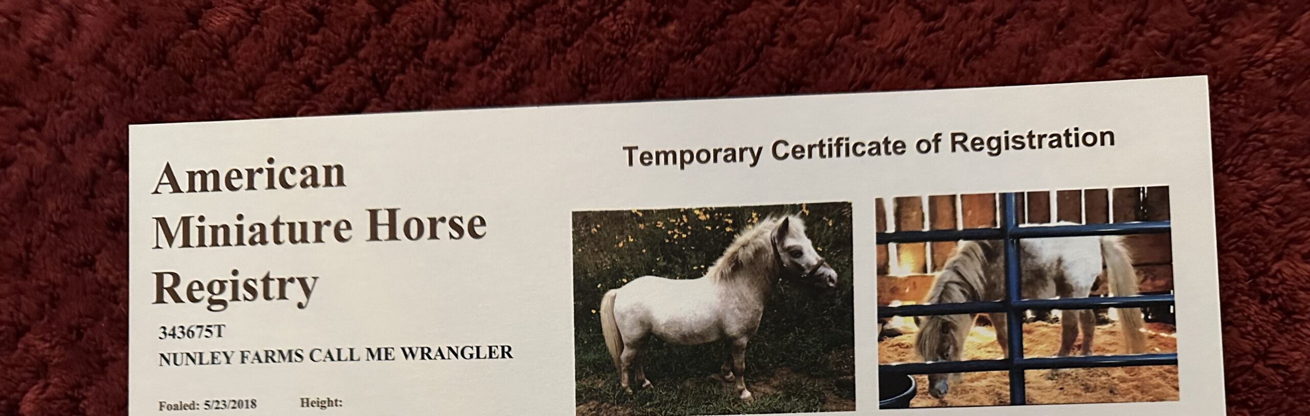 Registered Miniature Appaloosa Stallion Semen - Wrangler