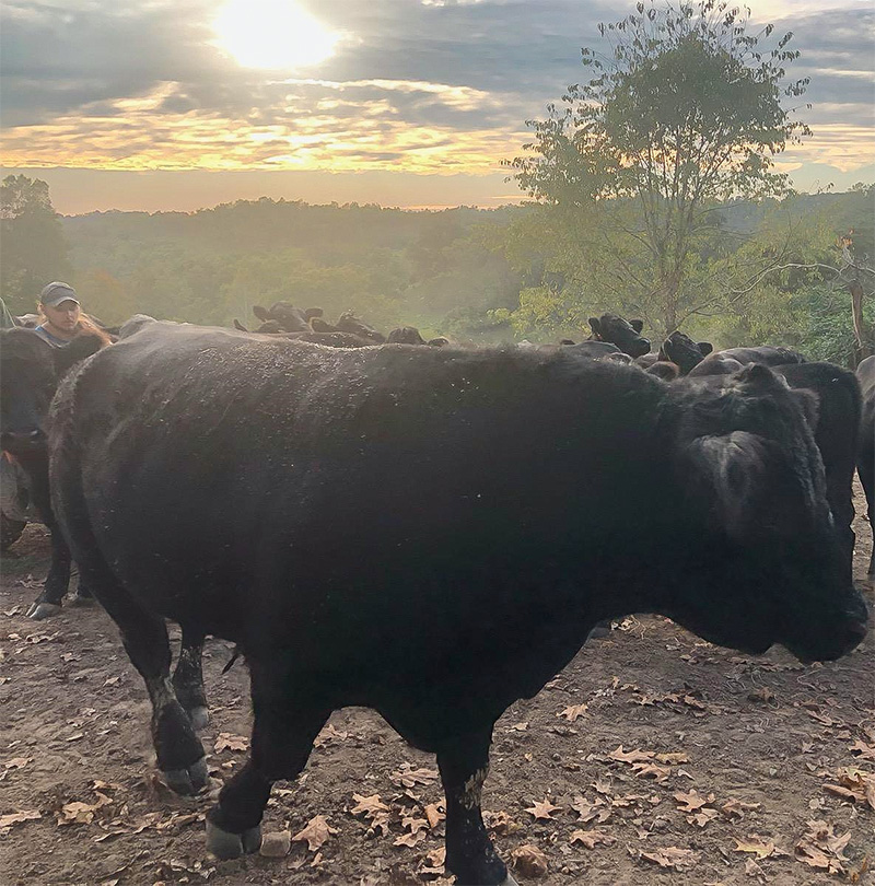 black-angus-cattle
