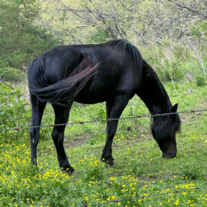 Tennessee Walker/Saddlebred Black Stallion Semen - Jake