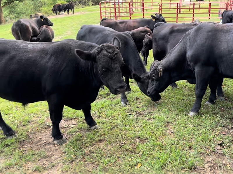 cow-herd