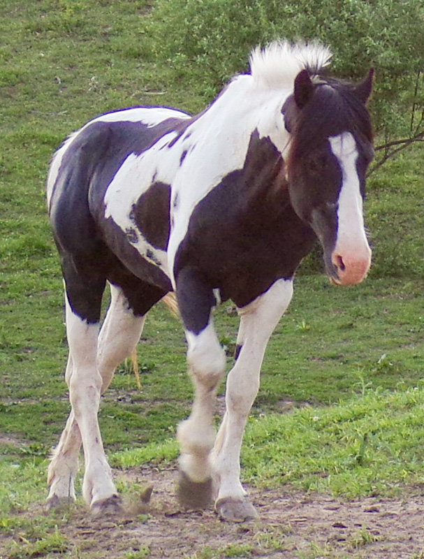 dakota-horse-1