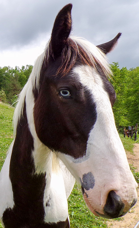 dakota-horse-2