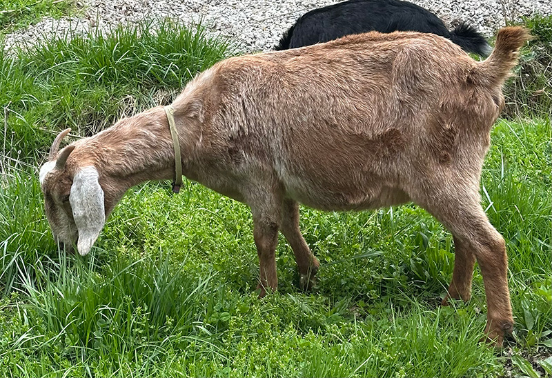 goat-grazing
