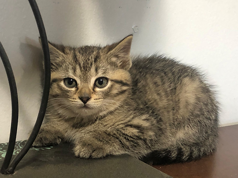 kitten