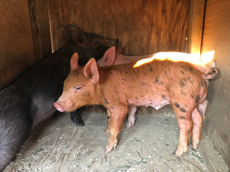 pigs