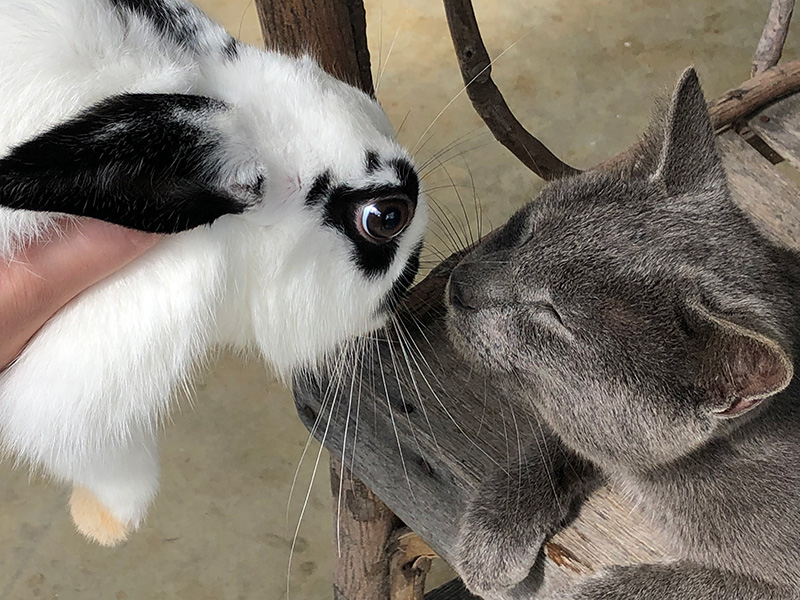 rabbit-cat